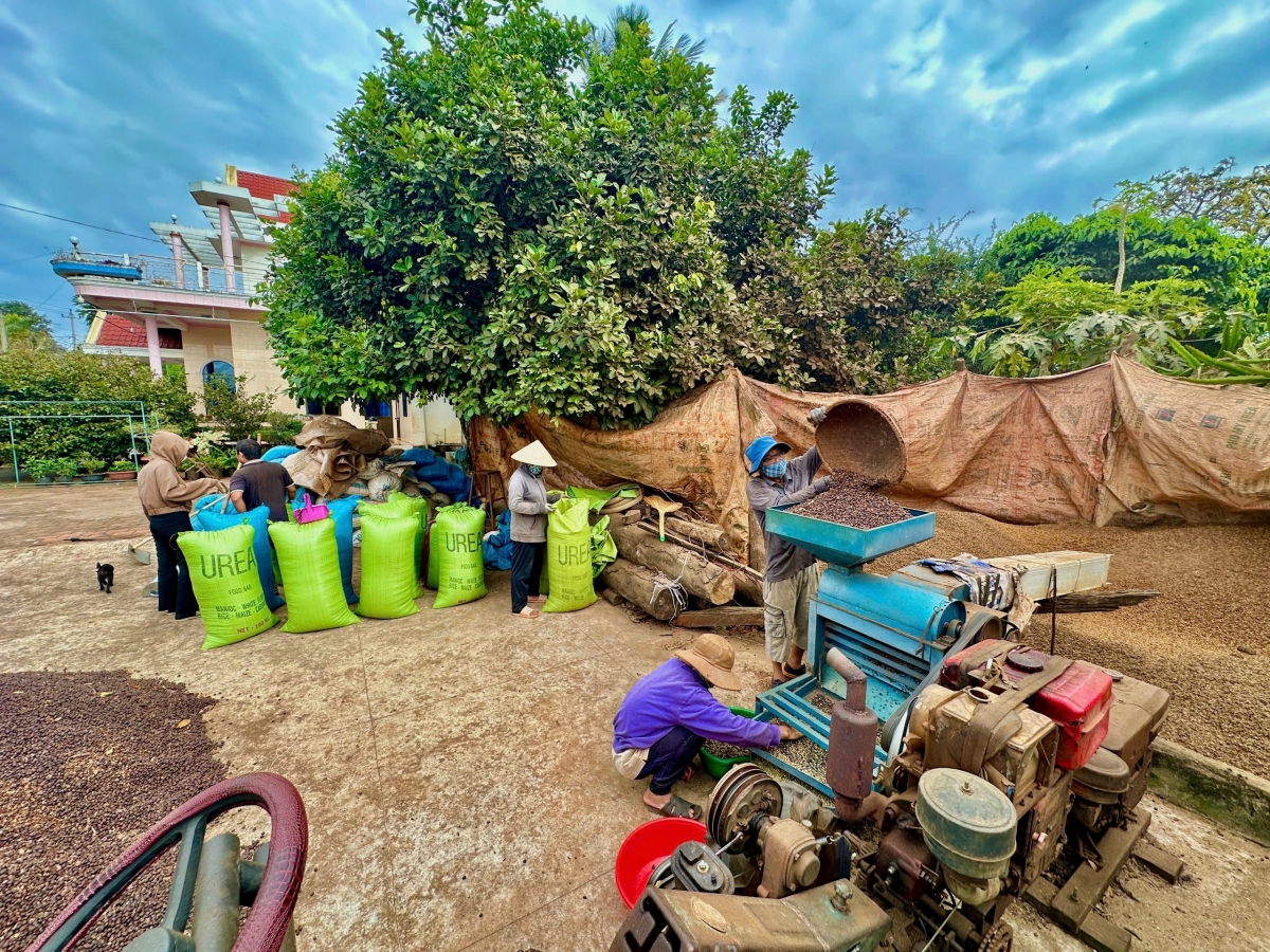 Nhưng đại đa số cà phê của Tây Nguyên vẫn được phơi sân, bảo quản dưới dạng quả khô tại các gia đình. Mùa cà phê của Tây Nguyên được tính từ tháng 10 năm này đến hết tháng 9 của năm kế tiếp. Nhưng với các nông hộ, mùa cà phê sẽ kết thúc ngay khi bà con bán hết sản phẩm đã thu hoạch.