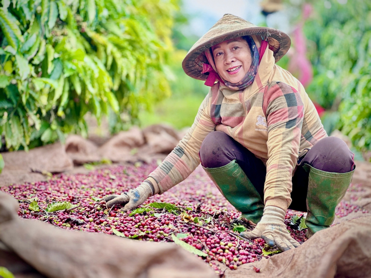 So với vụ trước, công hái vụ 2024 tăng đáng kể. Tuy nhiên, giá cà phê quả tươi vụ này cũng rất cao, trên 23.000đ/1kg, gấp 1,7 lần vụ trước, nên cả chủ vườn và thợ hái đều rất phấn khởi.