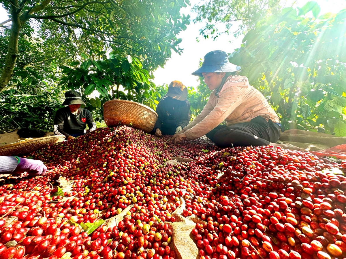 Dù hái khoán, các chủ vườn vẫn yêu cầu thợ hái về tinh trách nhiệm, hạn chế làm gãy cành, rụng lá xanh của cà phê. Sản phẩm cần được vơ sạch tạp chất, tránh nguy cơ cháy khi đem cà phê vào lò sấy.