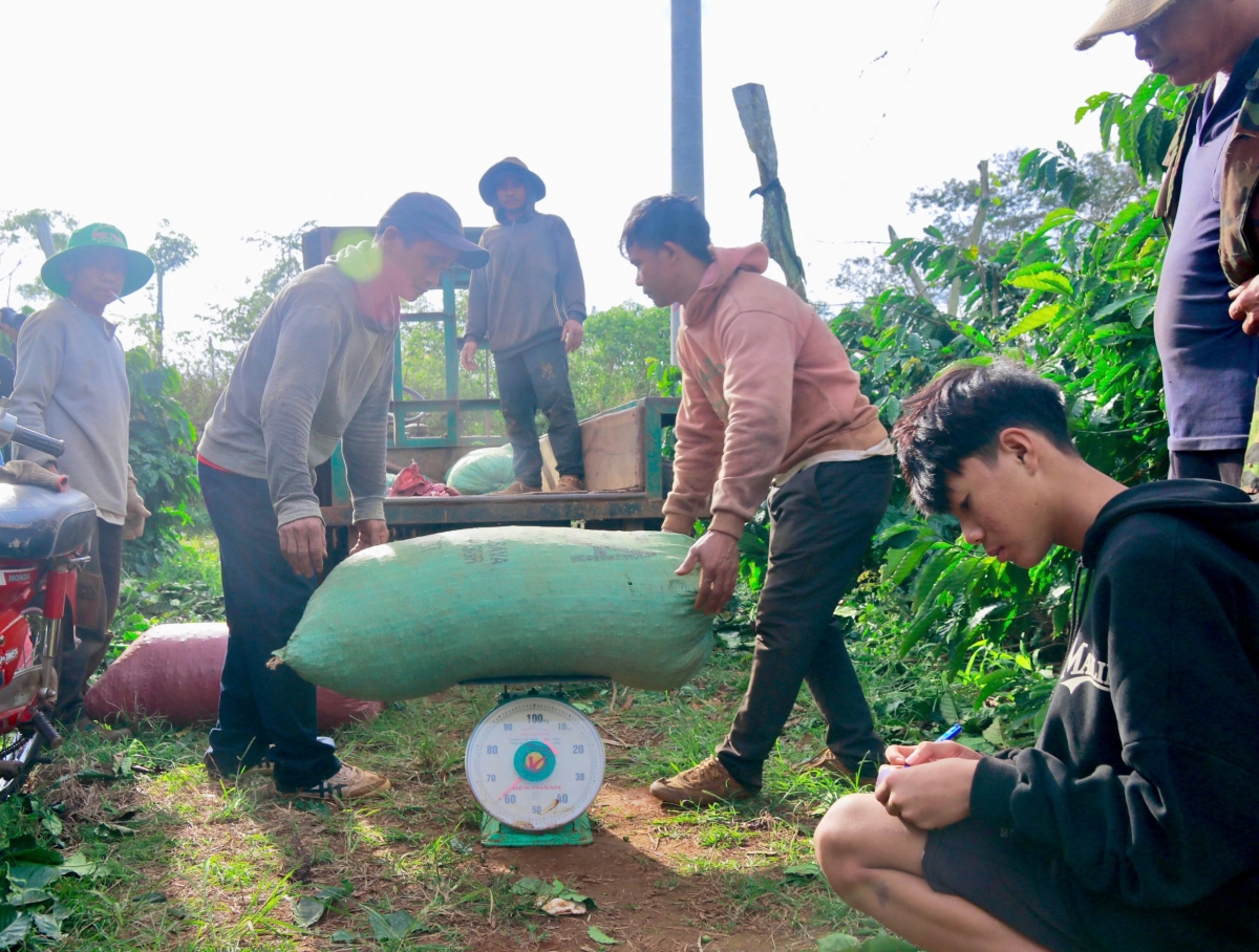 Một ngày thu hái khép lại, cà phê có thể được bán ngay tại vườn