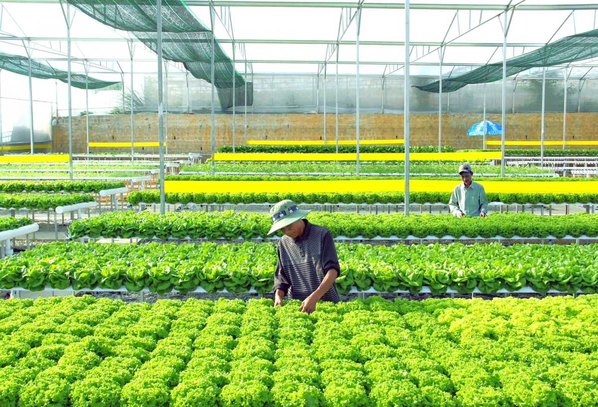 Chuyên nghiệp và hiện đại nhất cả nước, nông nghiệp Lâm Đồng có đủ tự tin tham gia chuỗi giá trị toàn cầu