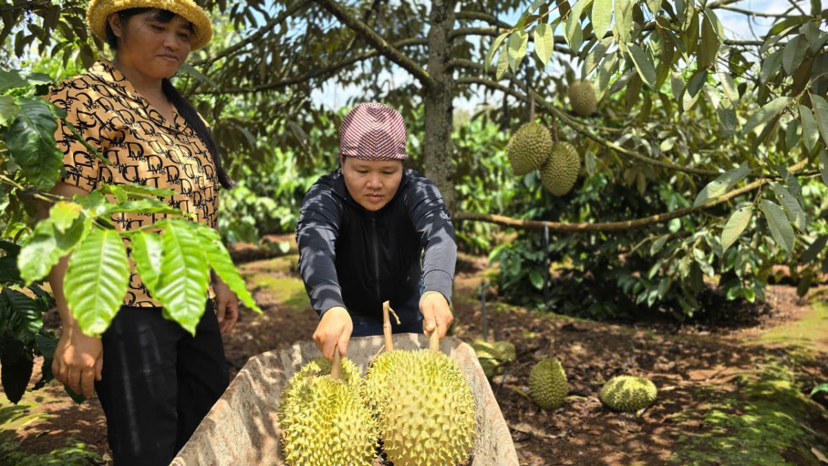 Plâi sầu riêng dế cho kơvâ tơmeăm khoăng ki kơnâ liăn a Tây Nguyên