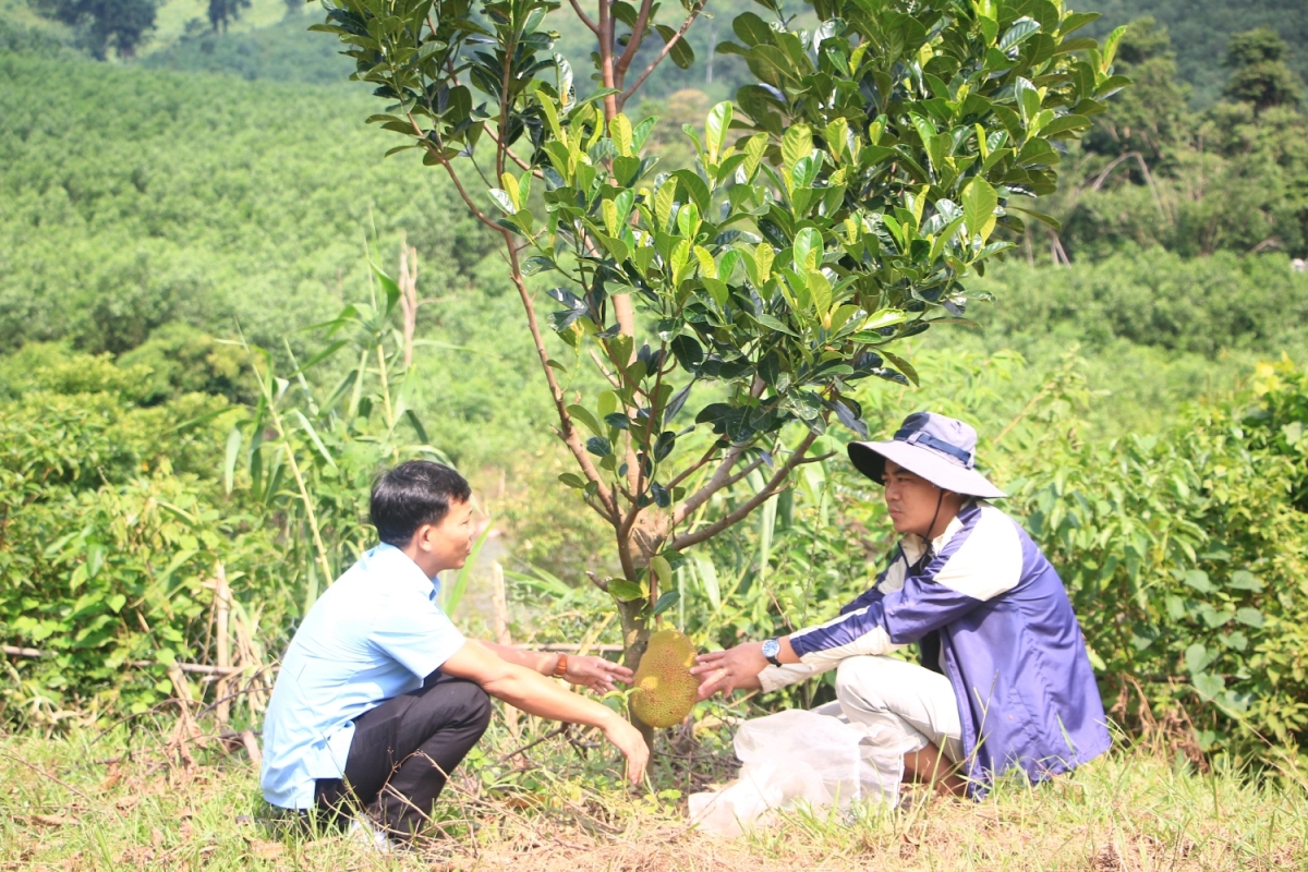 Anh Phan Chí Nhật chia sẻ về kinh nghiệm làm các mô hình phát triển kinh tế