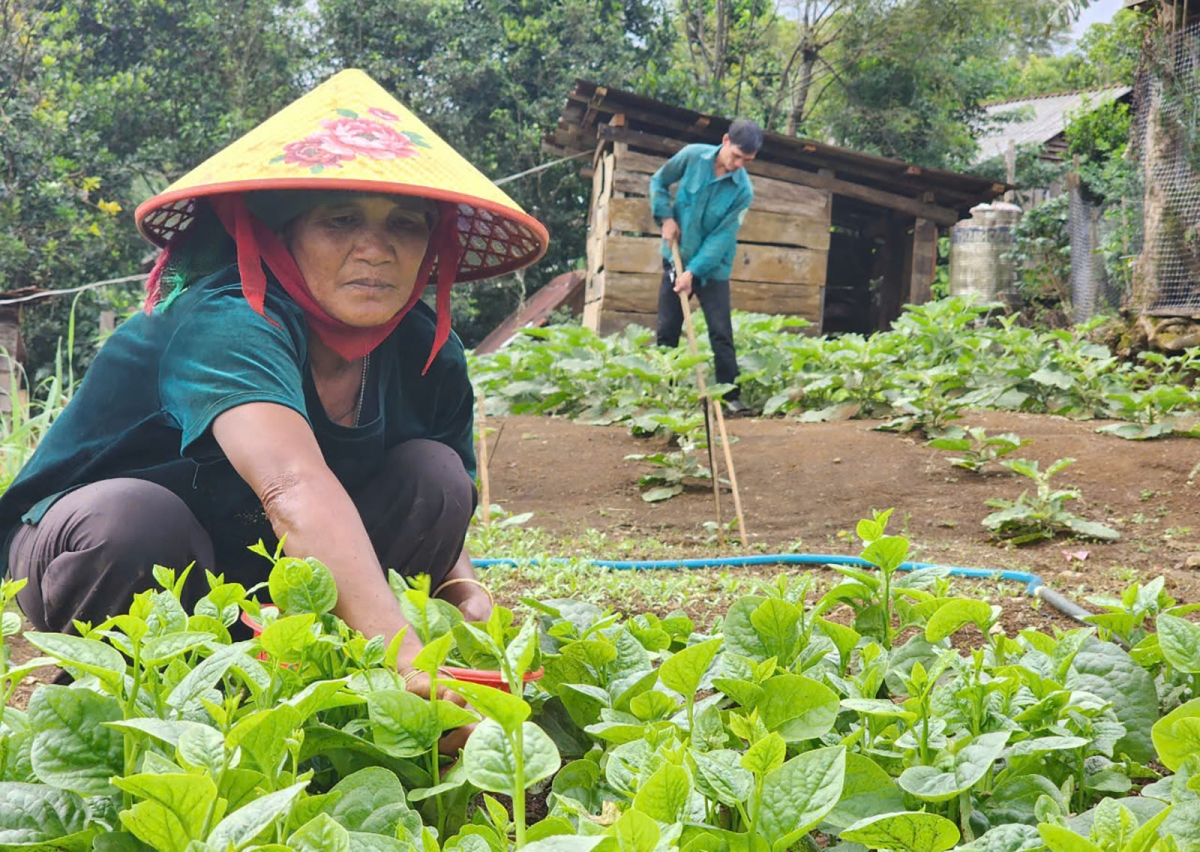 Nhiều khu vườn bỏ hoang của các hộ dân Xơ Đăng ở làng Kon Vơng Kia, thị trấn Măng Đen, huyện Kon Plông giờ đã thành vườn rau xanh tốt.