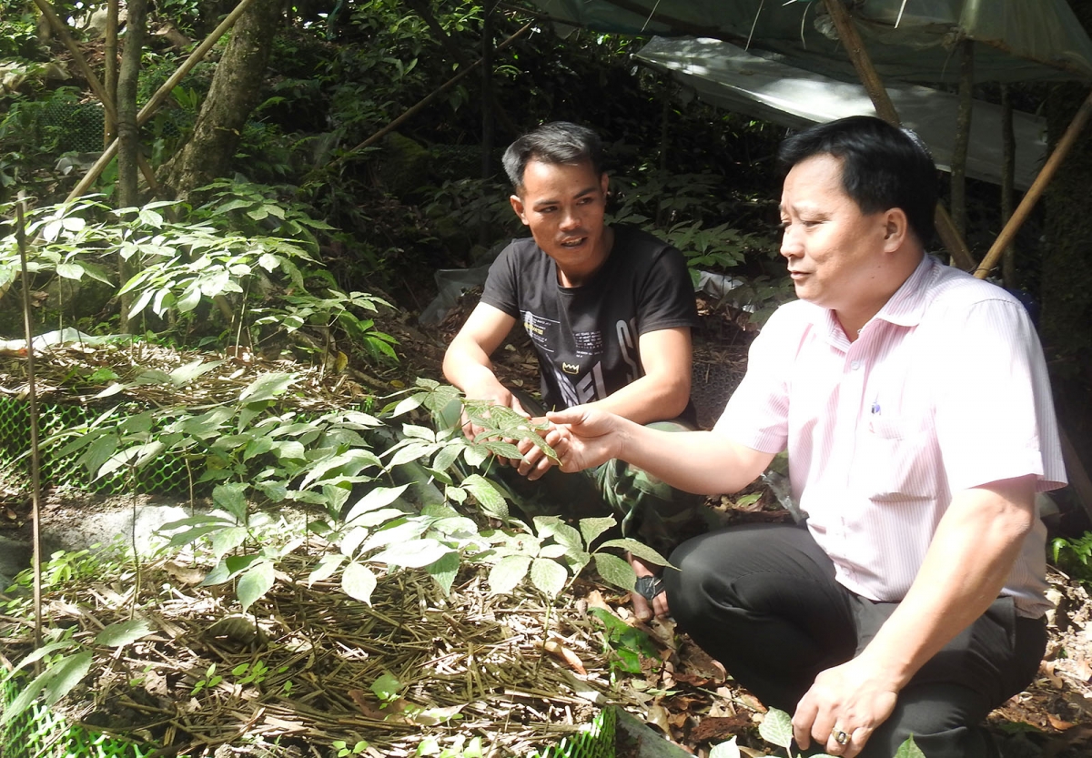 Mạnh dạn vay vốn ngân hàng trồng sâm Ngọc Linh, anh A Linh (bên trái ảnh), hộ nghèo làng Pu Tá, xã Măng Ri, huyện Tu Mơ Rông hiện đã sở hữu vườn sâm trị giá hàng trăm triệu đồng.