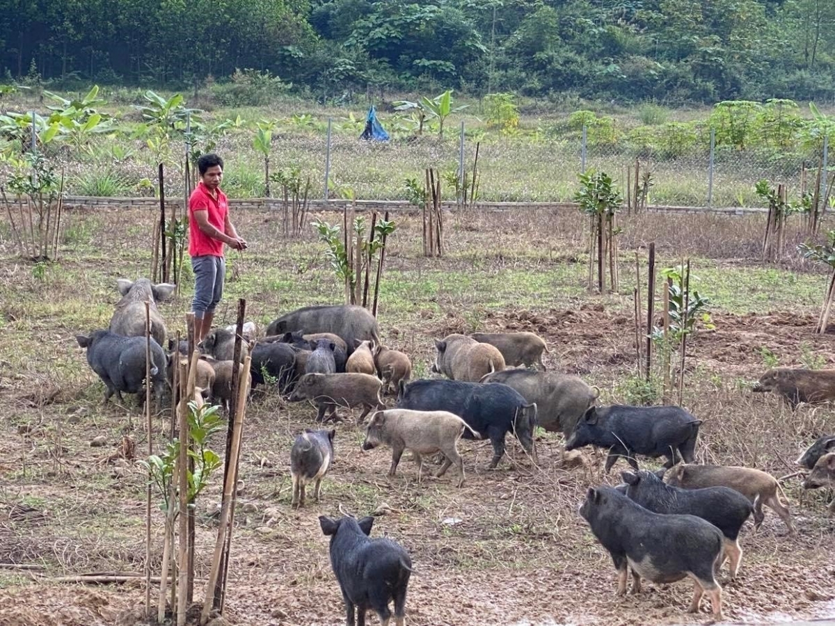 Mô hình nuôi heo đen tại huyện miền núi Nam Giang, Quảng Nam