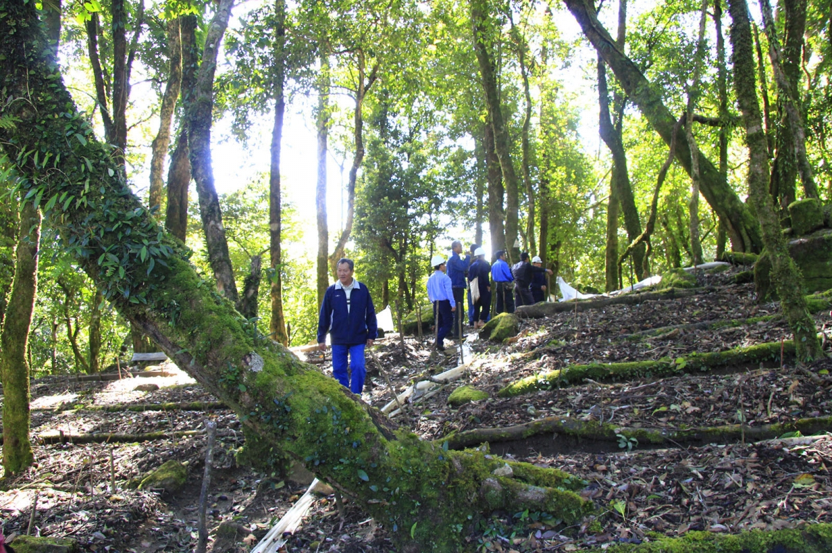 
Pơgar sâm Ngọc Linh pơtăm hơla kơ bri ‘long tơ̆ apŭng Tu Mrông 