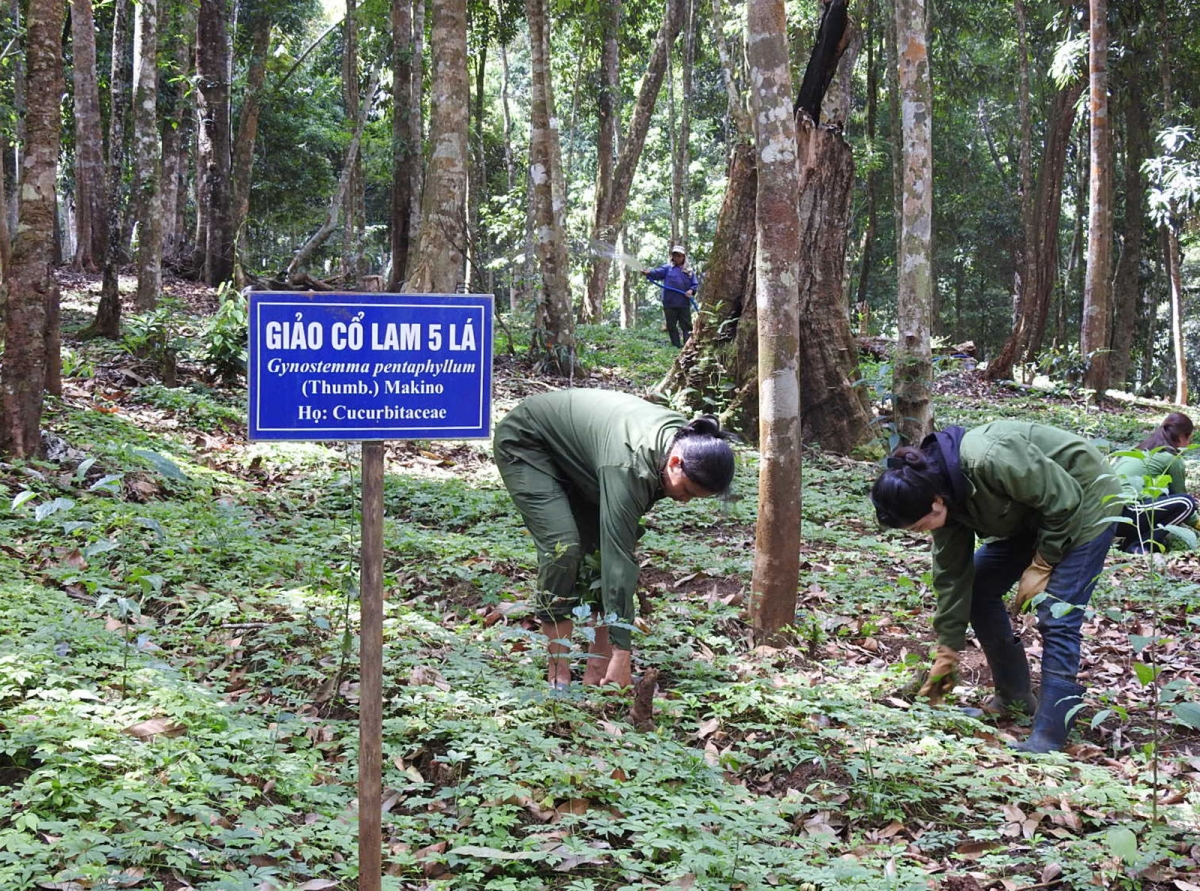 Đang giảo cổ lam pla ƀơi rơgôp tơ-ui kyâo ƀơi tơring kual Măng Đen, tơring glông Kon Plông