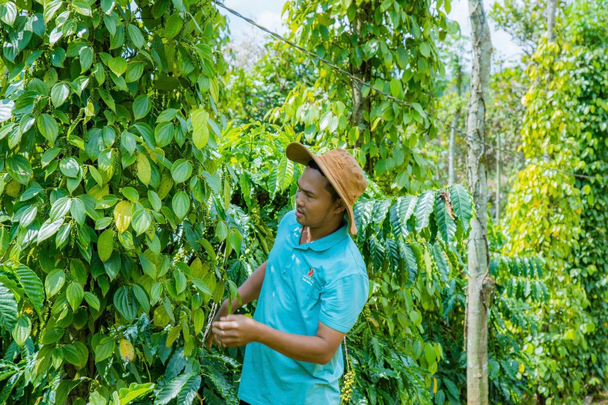 Pôa Điểu Suynh ngế pơkuâ ƀon Bu Ndoh a kơdrum kơphế, tiu dêi tơná