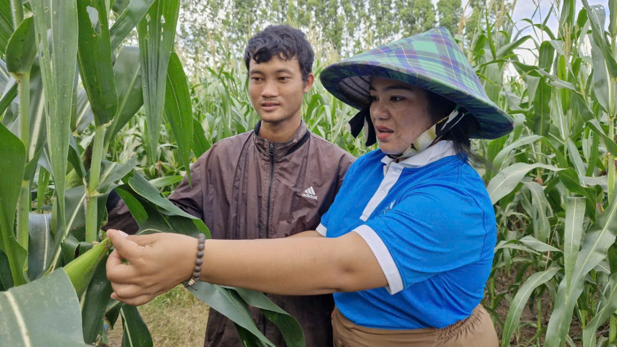 Mô hình trồng bắp sinh khối của gia đình anh H'Rcom có thu nhập khá
từ sự hỗ trợ, giúp đỡ của nữ cán bộ Kpă H'Yư.
Ảnh: Hoàng Qui/VOV Tây Nguyên