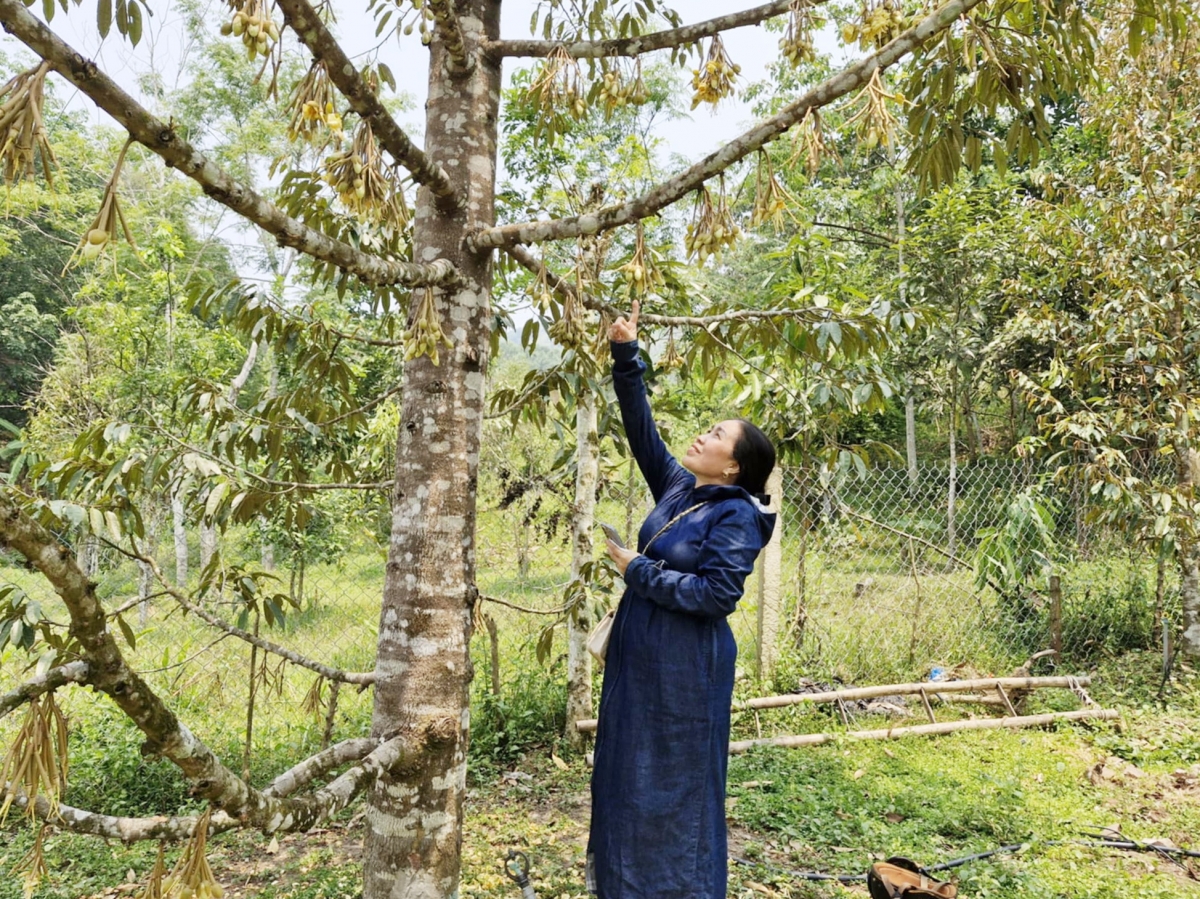 Người dân huyện miền núi Đông Giang nhân rộng diện tích sầu riêng