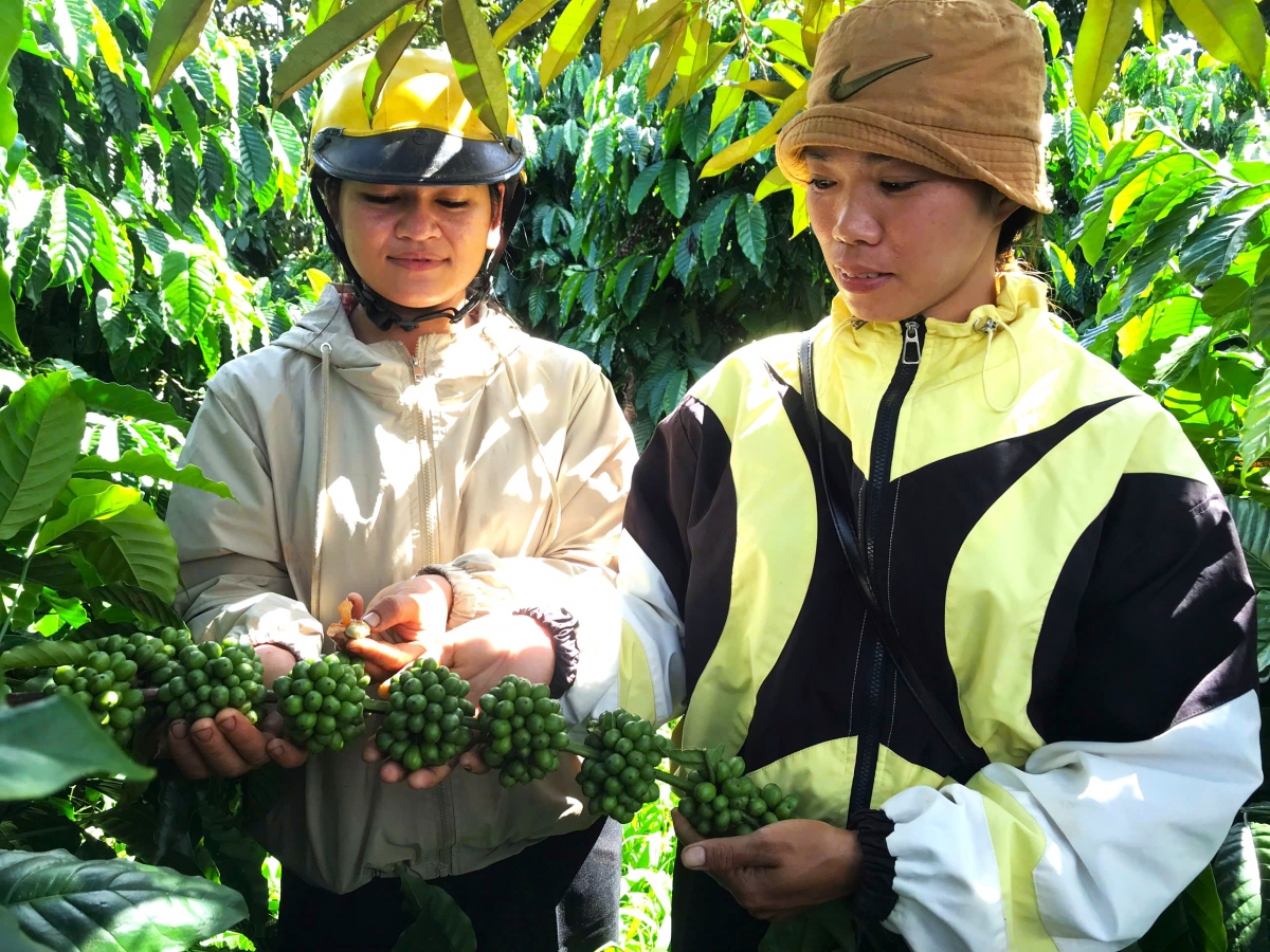 Nông dân trong vùng trầm trồ trước những chùm cà phê trĩu nặng sắp đến mùa thu hoạch