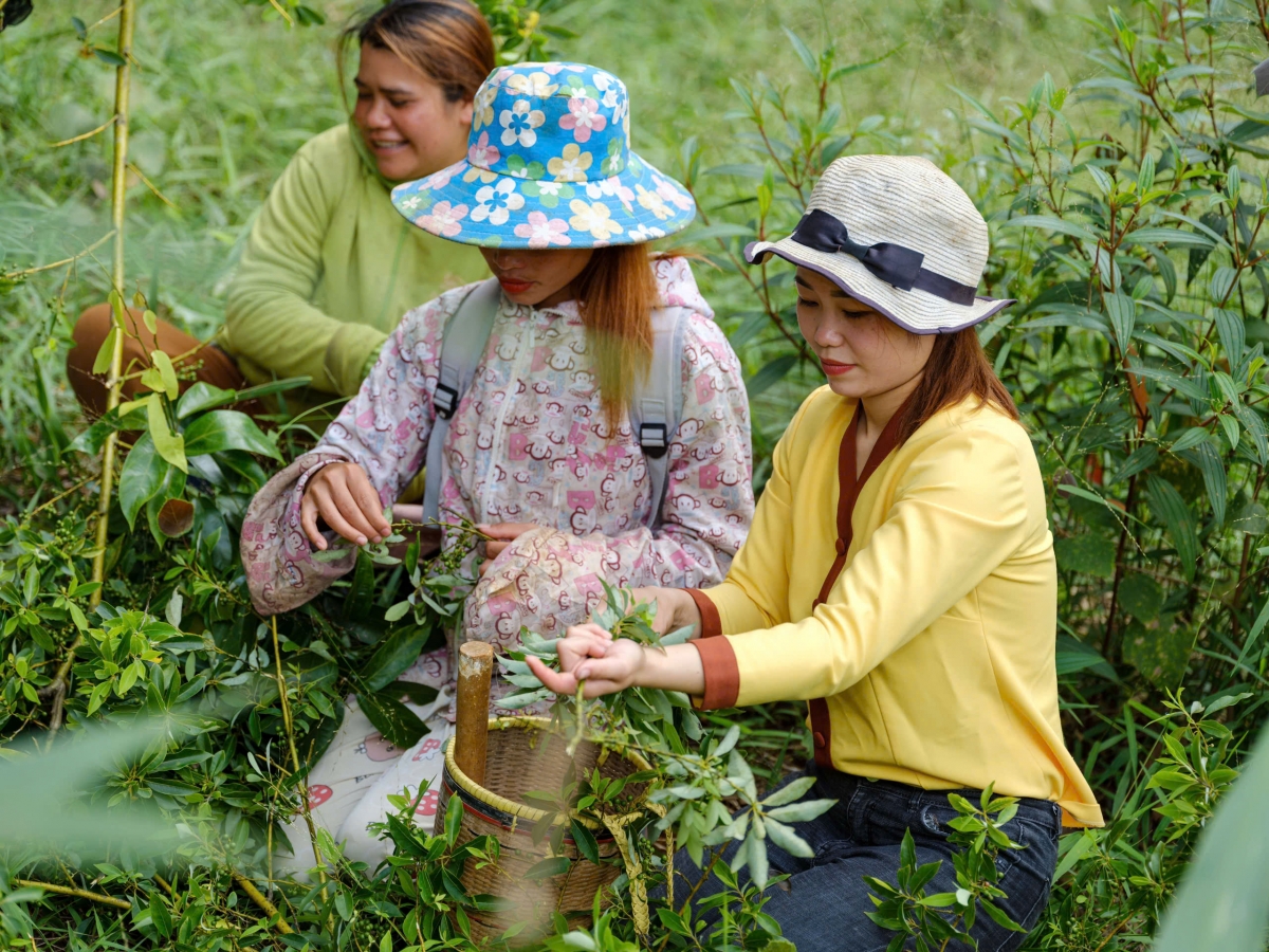 Người dân và nhân viên công ty Pyloherb thu hái dược liệu.
Ảnh: Nam Trang/VOV Tây Nguyên