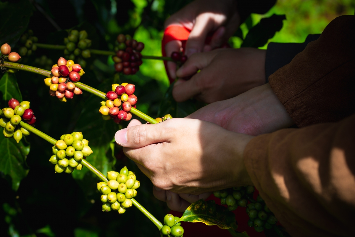 Cà phê Arabica xứ lạnh Măng Đen có hương vị đặc trưng riêng.
Ảnh: Nam Trang/VOV Tây Nguyên