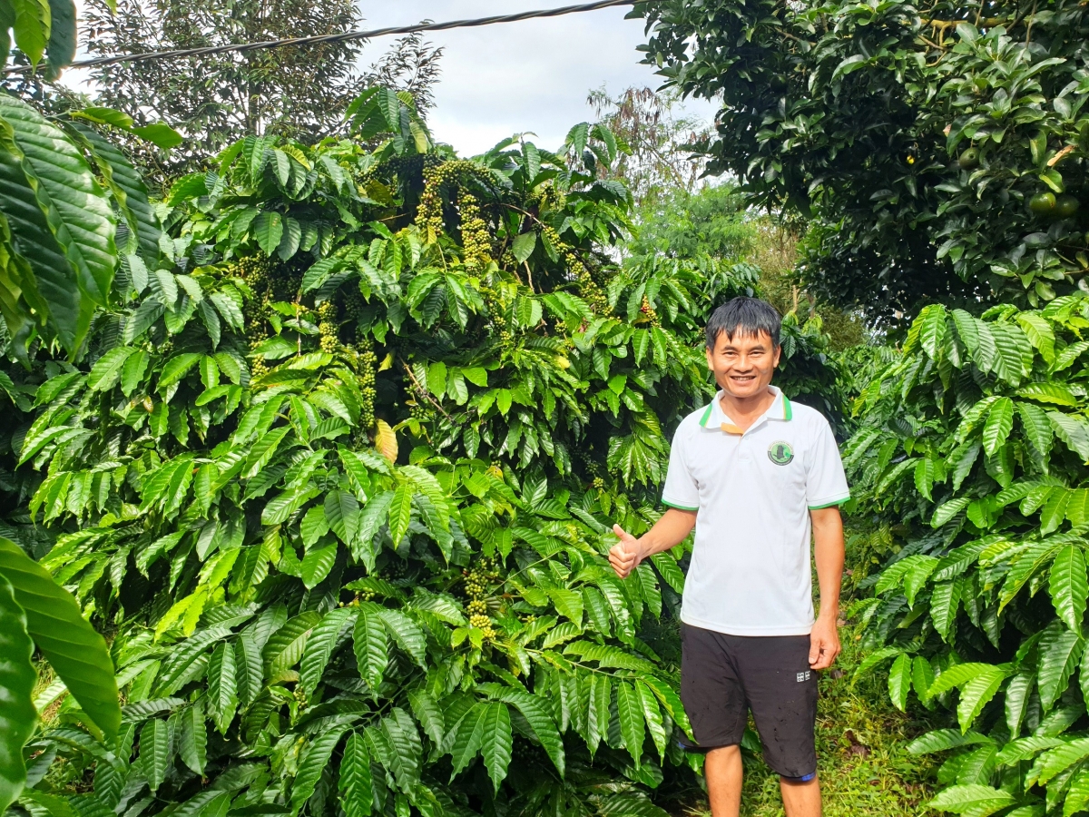 Ông Hoàng Mạnh Thoan trong vườn "siêu cà phê" dưới tán sầu riêng và bơ