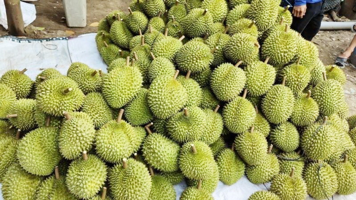 Sầu riêng cho hiệu quả kinh tế cao