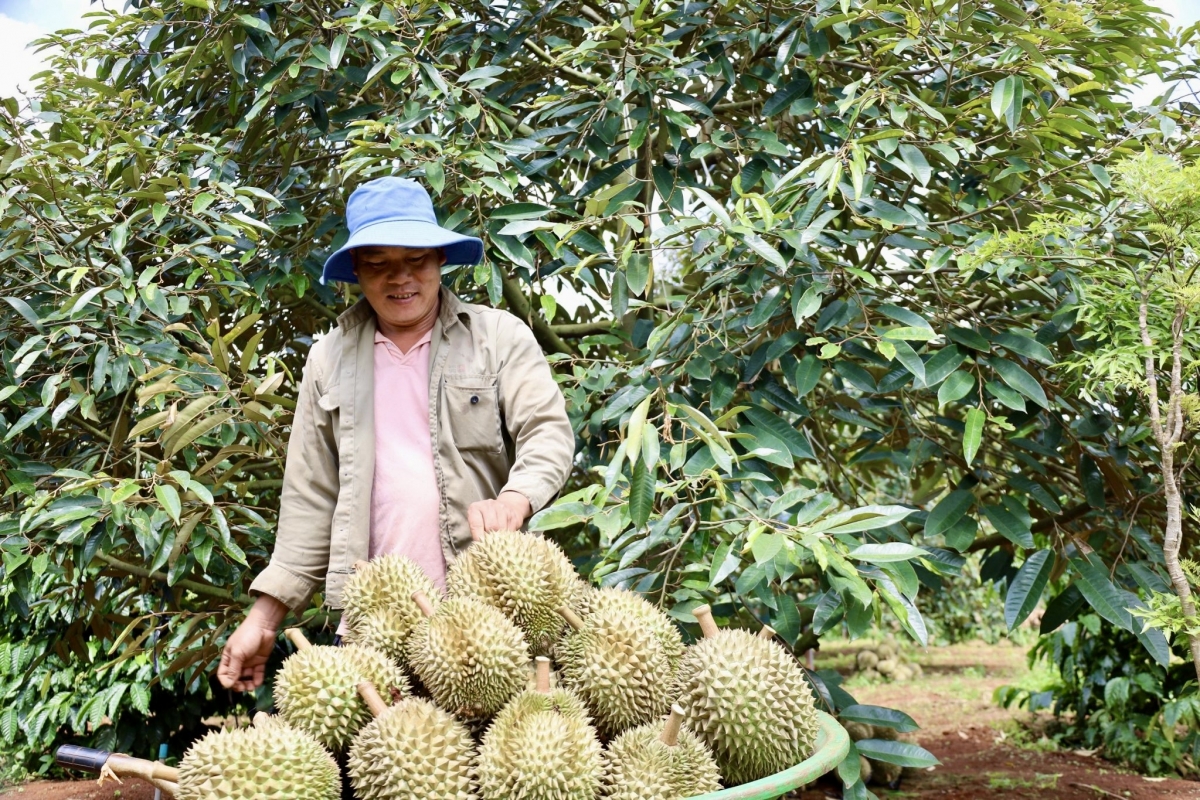 Plâi sầu riêng vêh mơnhông tơdroăng rêh kâ ối ăm kuăn pơlê ki pêi chiâk a Dak Lak