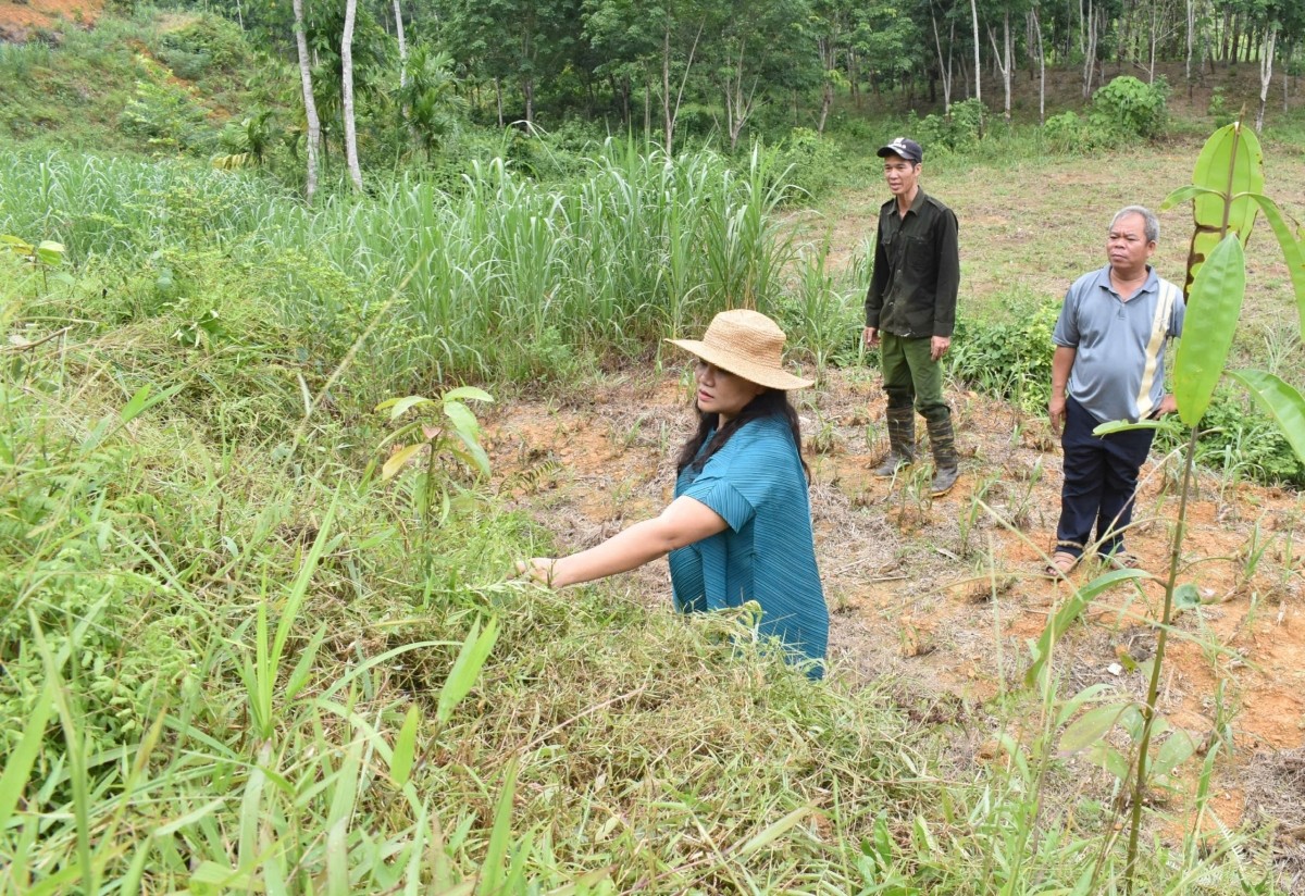 Bà Hoài Trâm đi thăm vườn quế của người dân