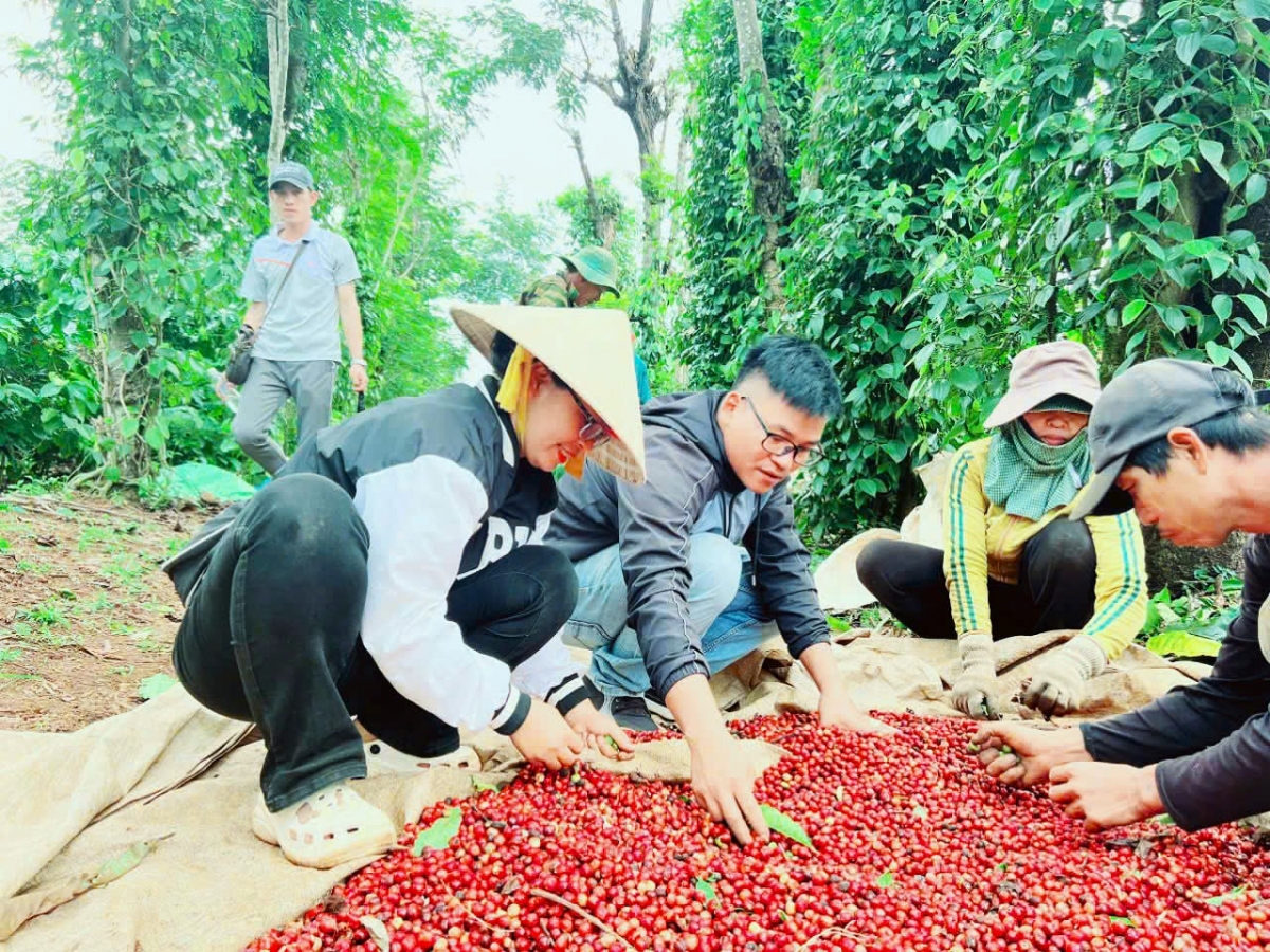 Y Pot Niê (đeo kính) ở xã Dray Sap, huyện Krông Ana, tỉnh Đắk Lăk, thu hoạch cà phê trong vườn trồng xen với hồ tiêu