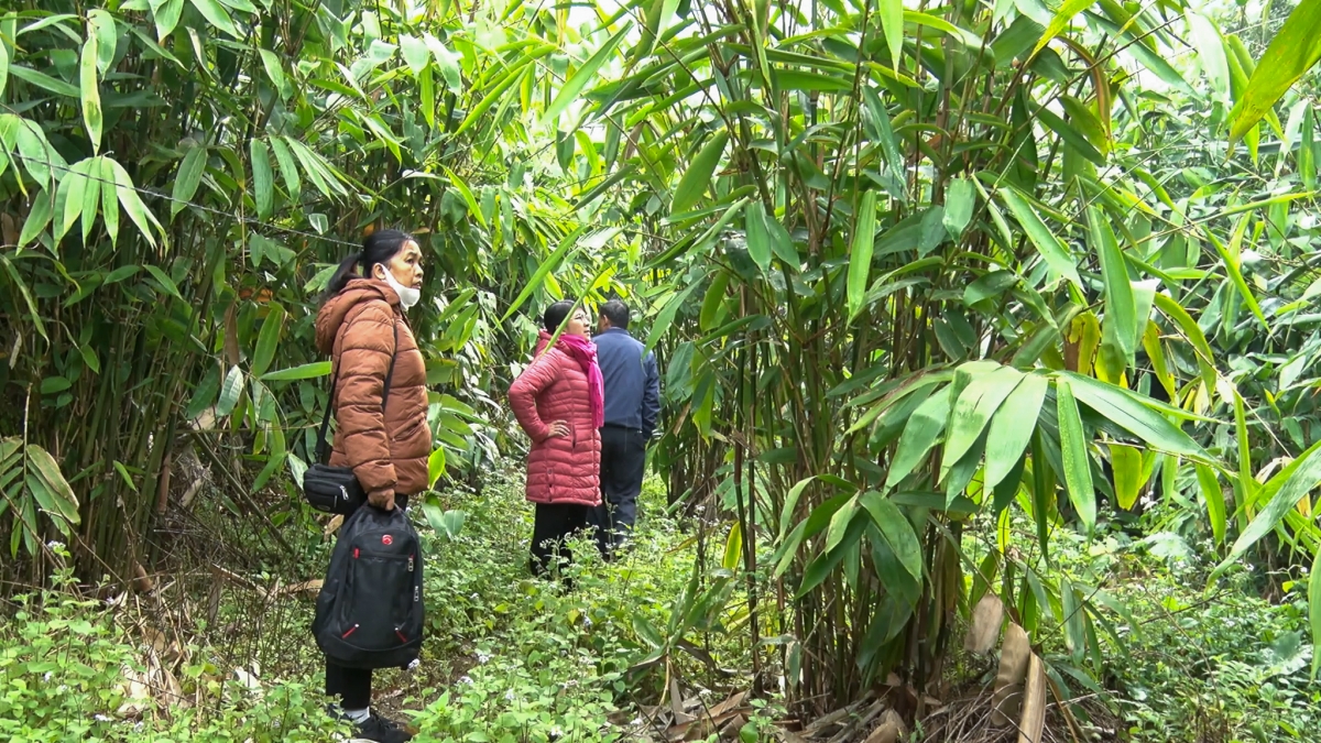 Loại cây này được đánh giá phù hợp điều kiện thổ nhưỡng, khí hậu tại Bảo Lâm