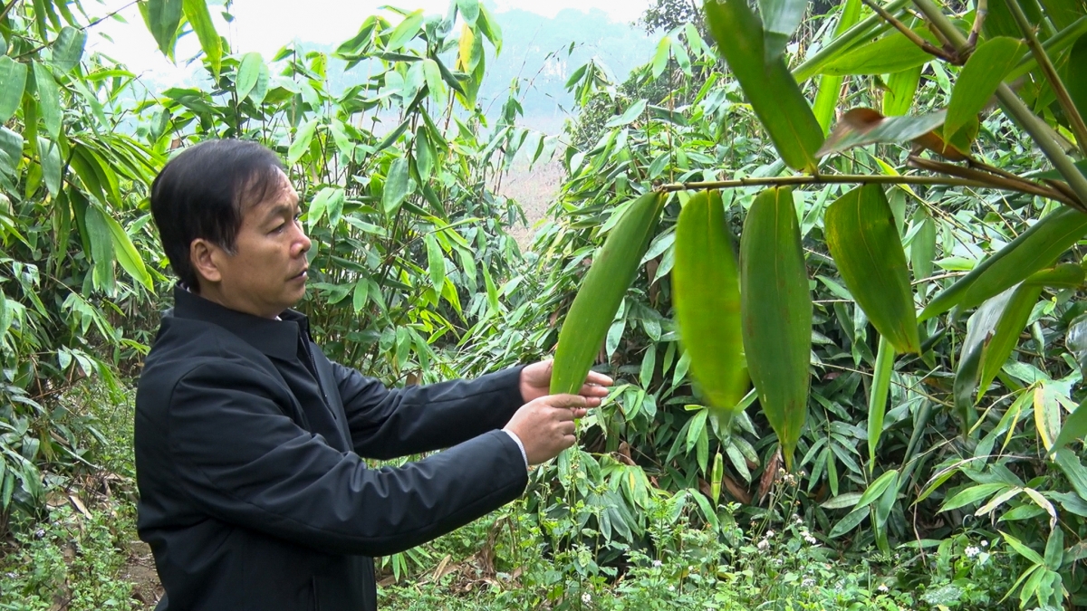 Ông Mã Gia Hãnh, Chủ tịch UBND huyện Bảo Lâm, Cao Bằng kiểm tra mô hình trồng Giang lấy lá