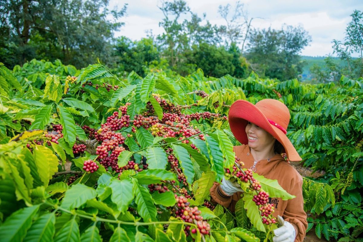 Đắk Nông những ngày này đang rộn rã trong mùa thu hoạch cà phê. Bà con làm nông nghiệp thắng lớn khi giá sầu riêng, cà phê, hồ tiêu năm nay ở mức rất cao