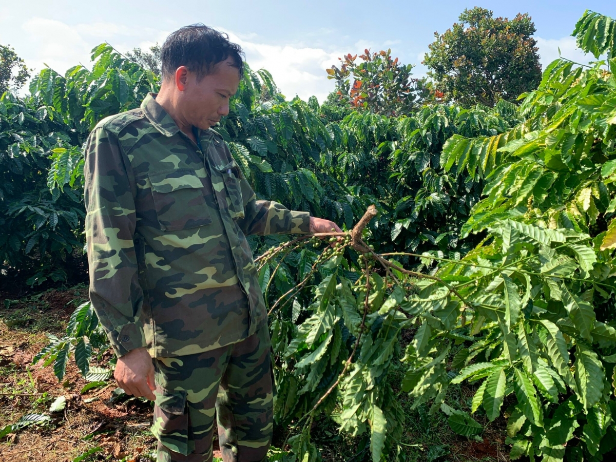 Môi tơkâng kơphế dêi kuăn pơlê a cheăm Ia Tô, tơring Ia Grai, kong pơlê Gia Lai tro khu tong đôu, krí drêng plâi dế ối drêh