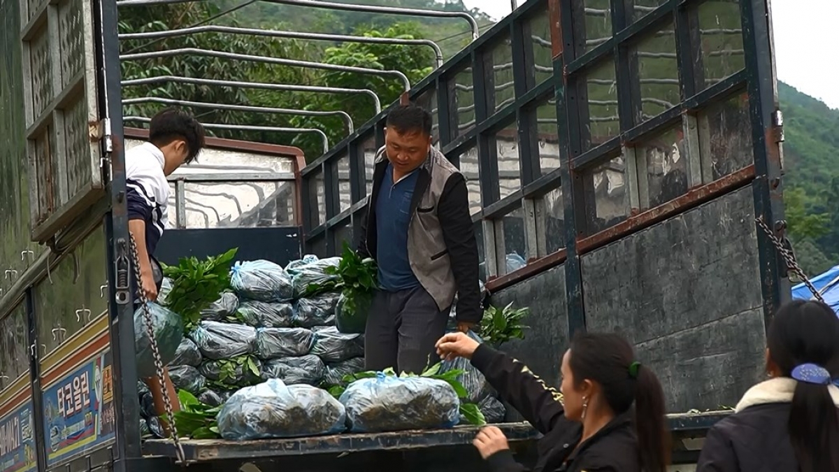 Người dân nhận chè giống được hỗ trợ từ chương trình mục tiêu quốc gia phát triển kinh tế- xã hội vùng đồng bào dân tộc thiểu số