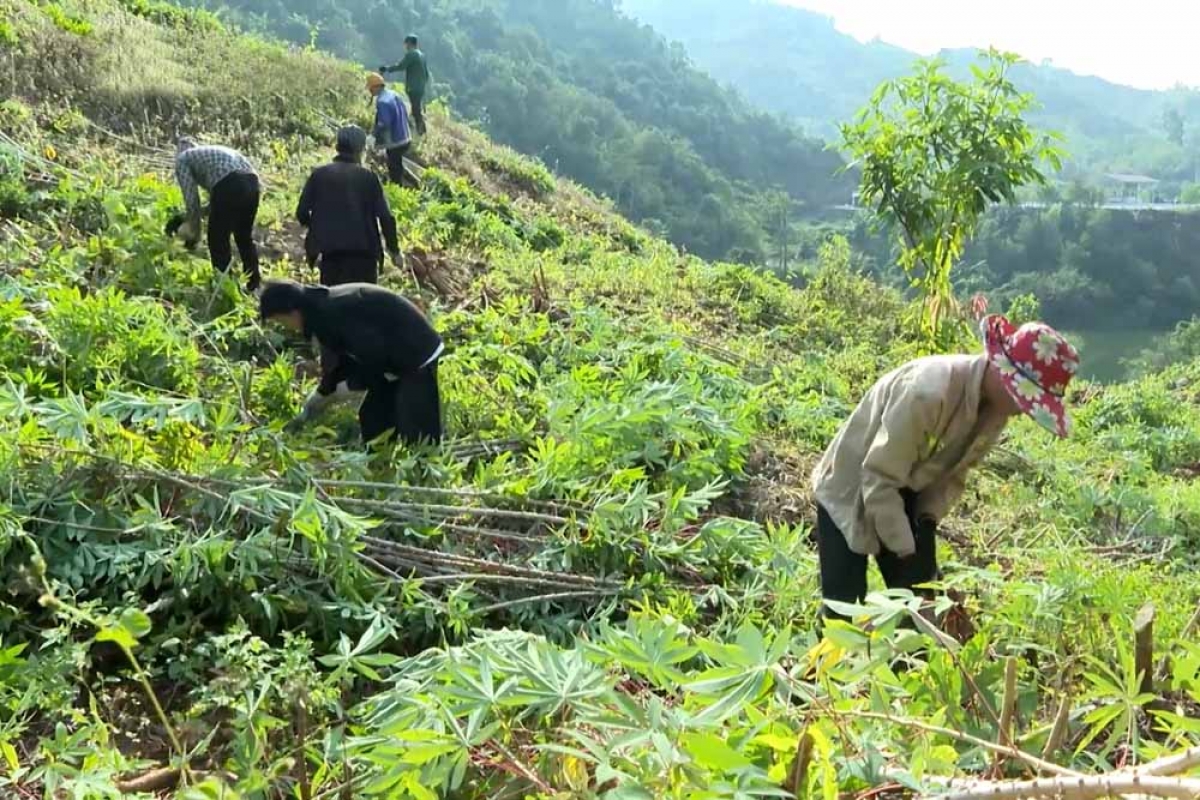 Dù giá sắn thấp, nhưng nhiều hộ nông dân vẫn phải thu hoạch để có thu nhập trang trải cuộc sống