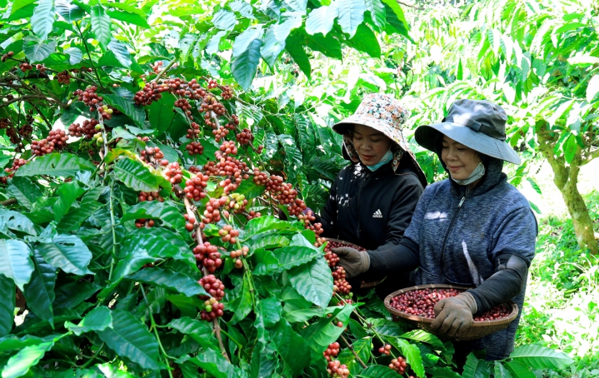 Ngày càng nhiều nông dân ở Đắk Lắk tham gia vào các chuỗi liên kết sản xuất nông nghiệp có trách nhiệm