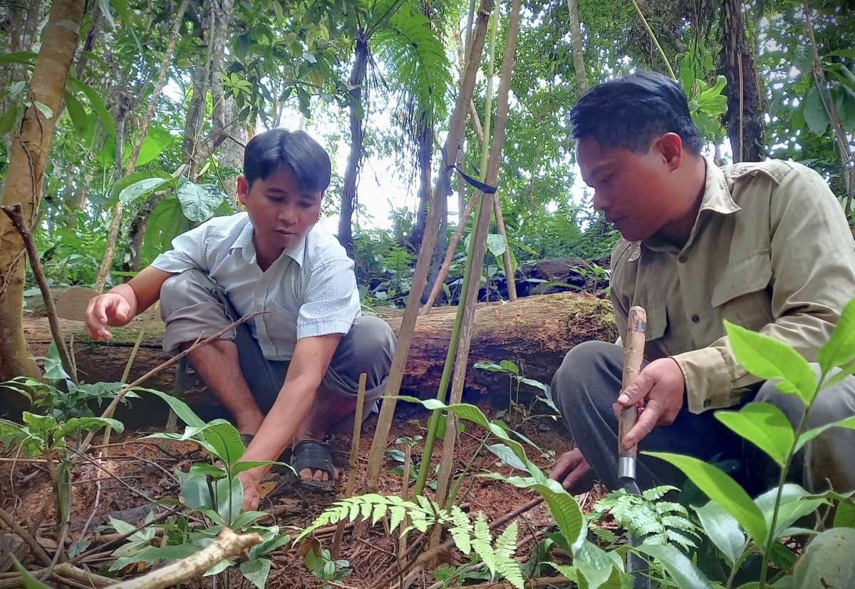 Xã Chơ chun đang tập trung mở rộng diện tích trồng sâm bảy lá