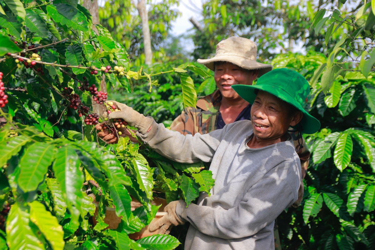 Cà phê tăng giá ngay từ đầu vụ, nông dân Đắk Lắk phấn khởi thu hoạch