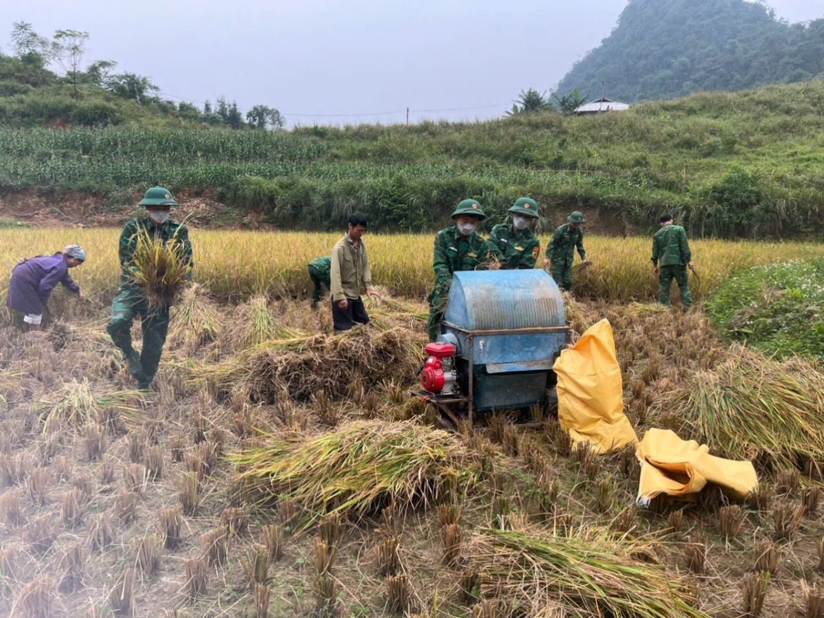 Cán bộ chiến sĩ đồn Biên phòng Cần Yên (Hà Quảng) giúp gia đình thân nhân liệt sĩ
do đơn vị phụng dưỡng thu hoạch vụ mùa.