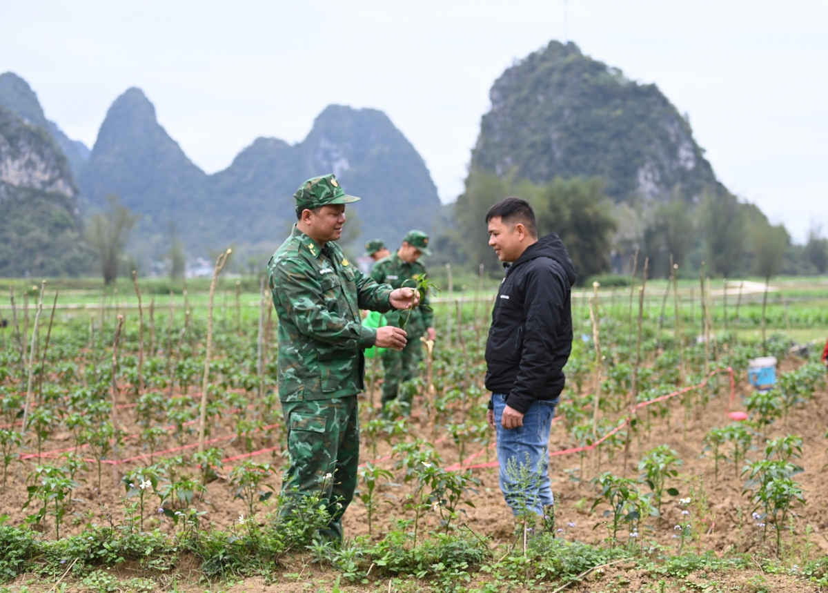 Năm 2024 đơn vị đã giúp đỡ nhân dân lao động sản xuất được 256 ngày công.
Anh Lương Văn Thuỷ (bên phải ảnh, người dân xóm Khưa Hoi , xã Ngọc Côn,
huyện Trùng Khánh, Cao Bằng) chia sẻ: Cán bộ chiến sĩ đồn Biên phòng Ngọc Côn
đã hướng dẫn và giúp gia đình tôi kỹ thuật trồng cây, từ đó đất gia đình tôi
không còn bỏ trống nữa và có thêm nguồn thu nhập hàng tháng.