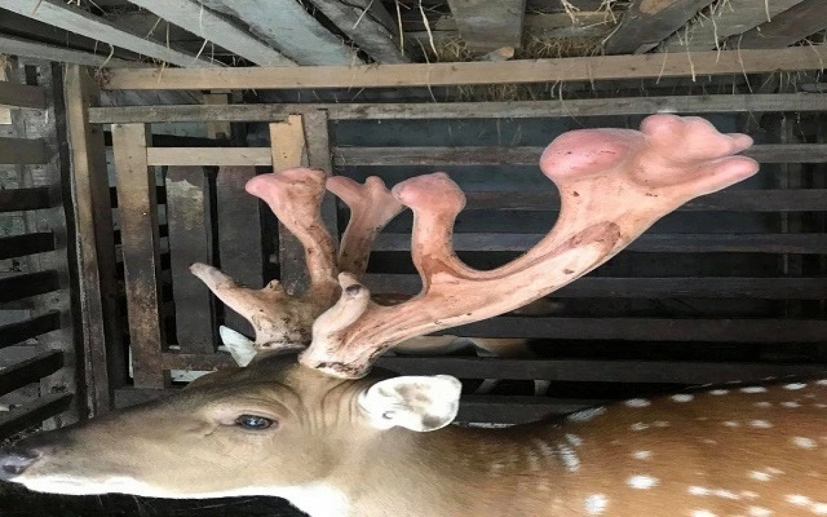 Hiện, 1kg nhung hươu có giá 14 triệu đồng 