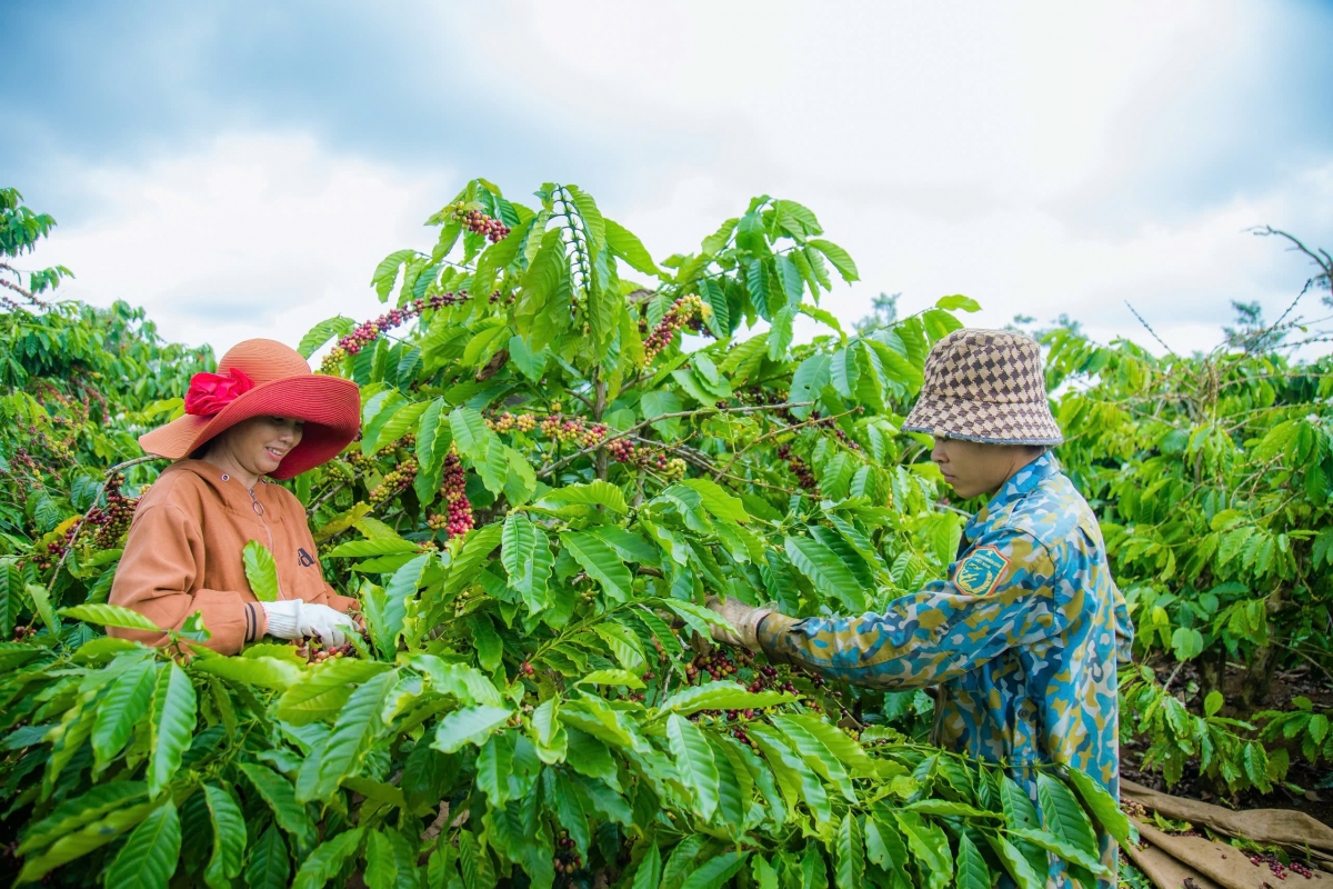 Nông dân từng bước chuyên nghiệp trong canh tác để có những vùng nguyên liệu chất lượng và ổn định. Qua đó, hình thành các chuỗi liên kết chặt chẽ trong sản xuất, chế biến