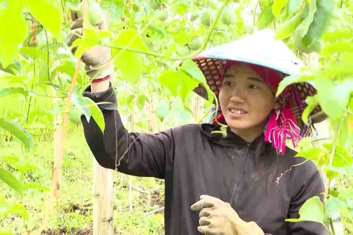 Cây chanh leo đã giúp bà con xóa nghèo, vươn lên làm giàu