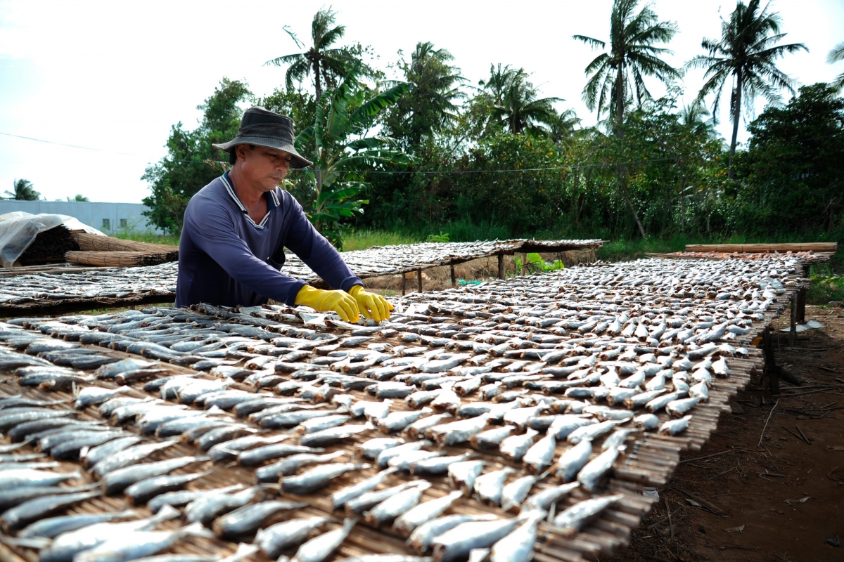 Bruk ngak ikan thu di huyen Trần Đề