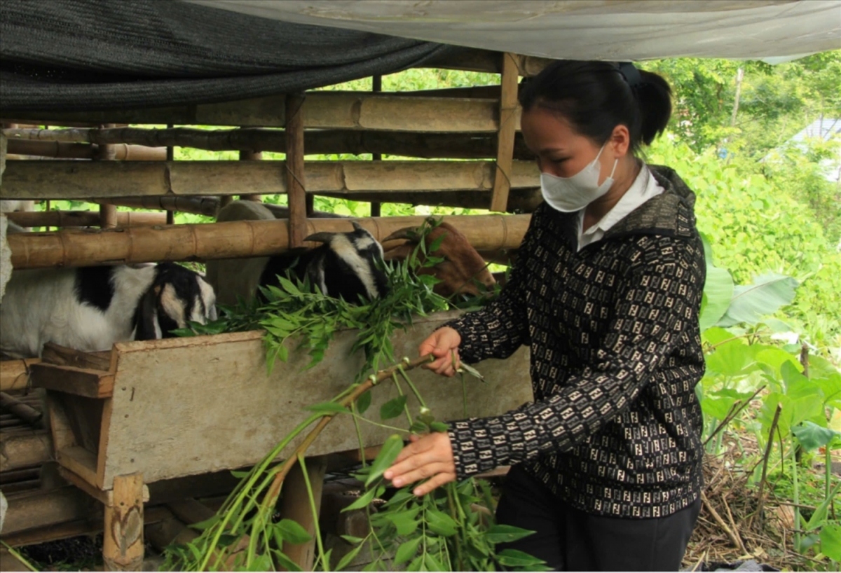 Bruk raong pabe daong rahra dak harei dak trun kathaot