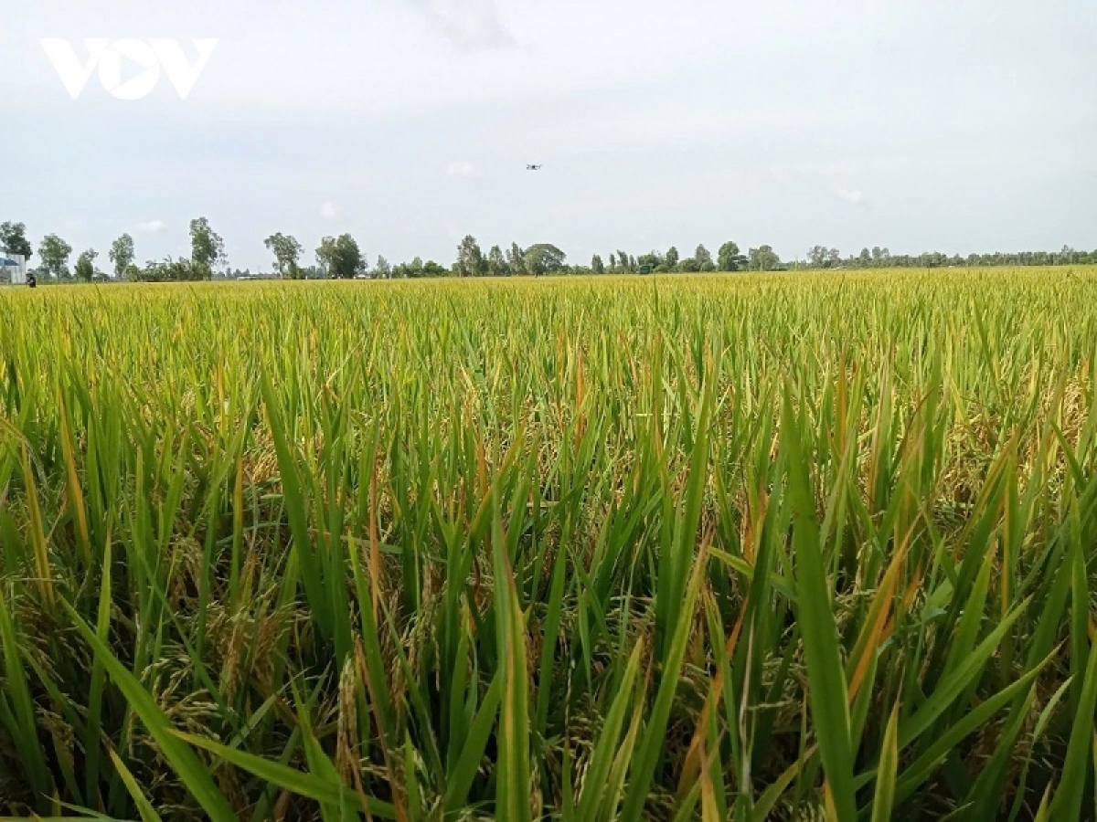 Mblang hamu padai di bhum taneran kraong Cuu Long