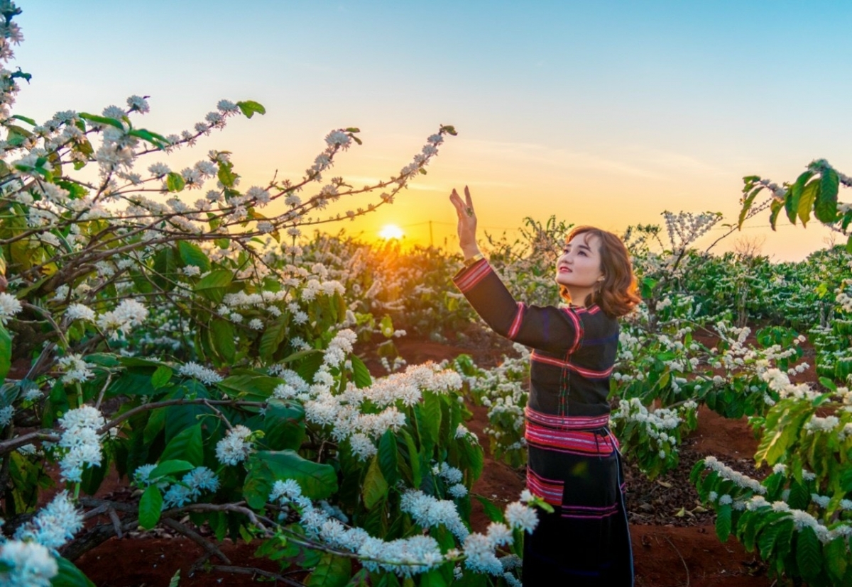 Tây Nguyên lăp khay dang kao cà phê 