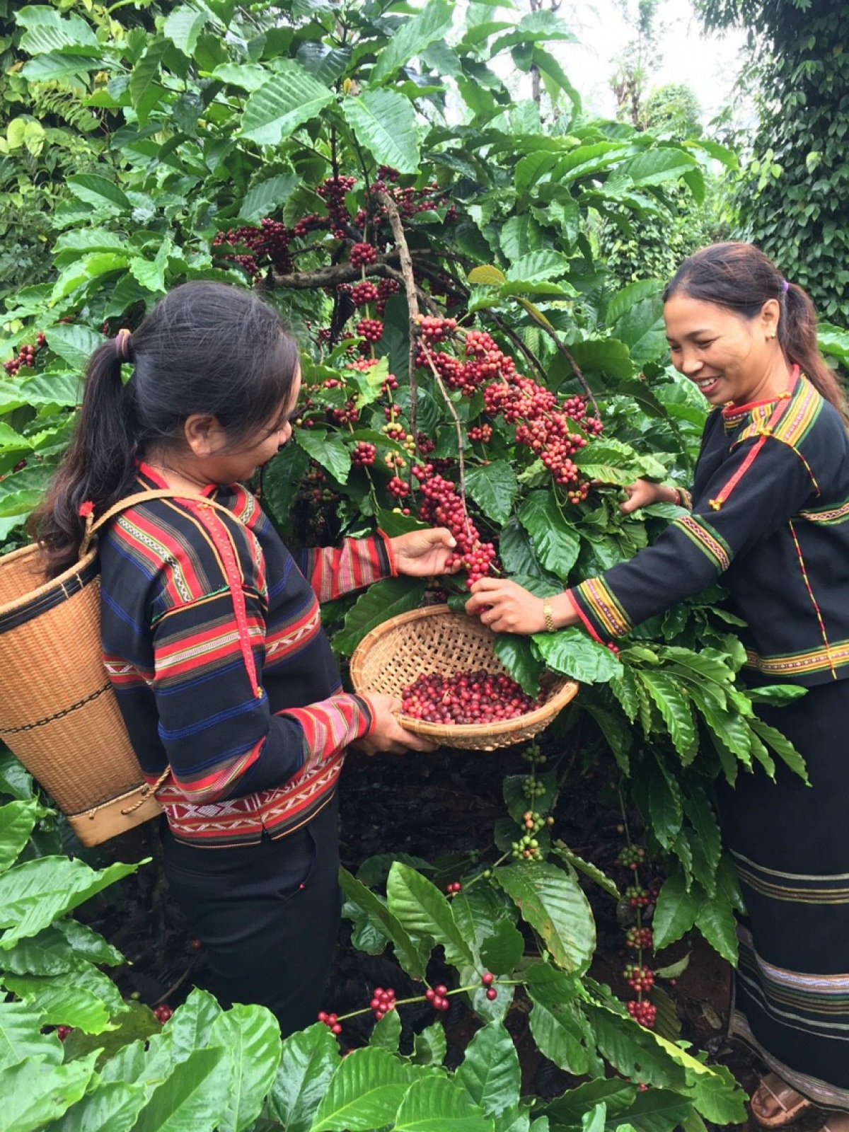 Mơngế Rơđế a Khu pêi cheăng tơrŭm Ea Tu pêi kơphế dâi lĕm krúa, ăm tơdroăng rêh ối phâi tơtô