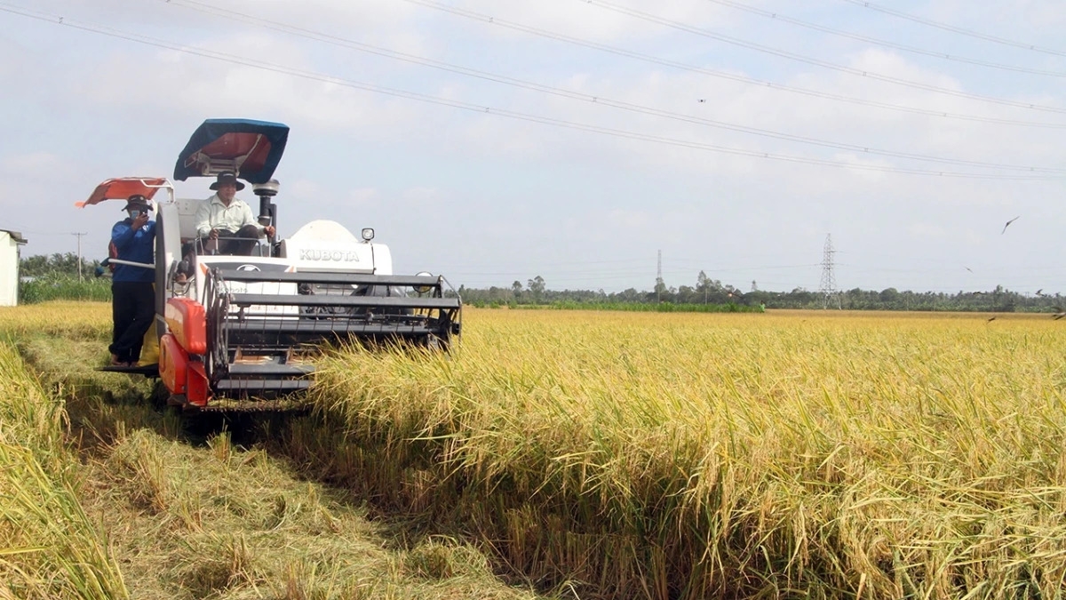 Nông dân trồng lúa ST24, ST 25 trên đất tôm bội thu vì lúa trúng mùa, được giá