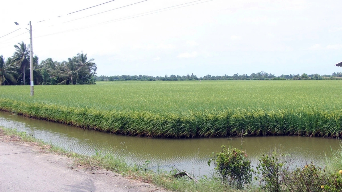 Những cánh đồng lúa ST ở Bạc Liêu đang phát triển xanh tốt