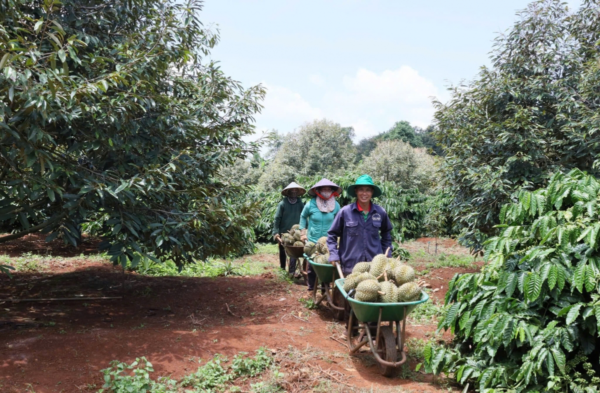 
Sầu riêng là bơta phan tăc mờ lơgar ndai cèng wơl bơta kwơ lơh sa uă ai càr Dăk Lăk in