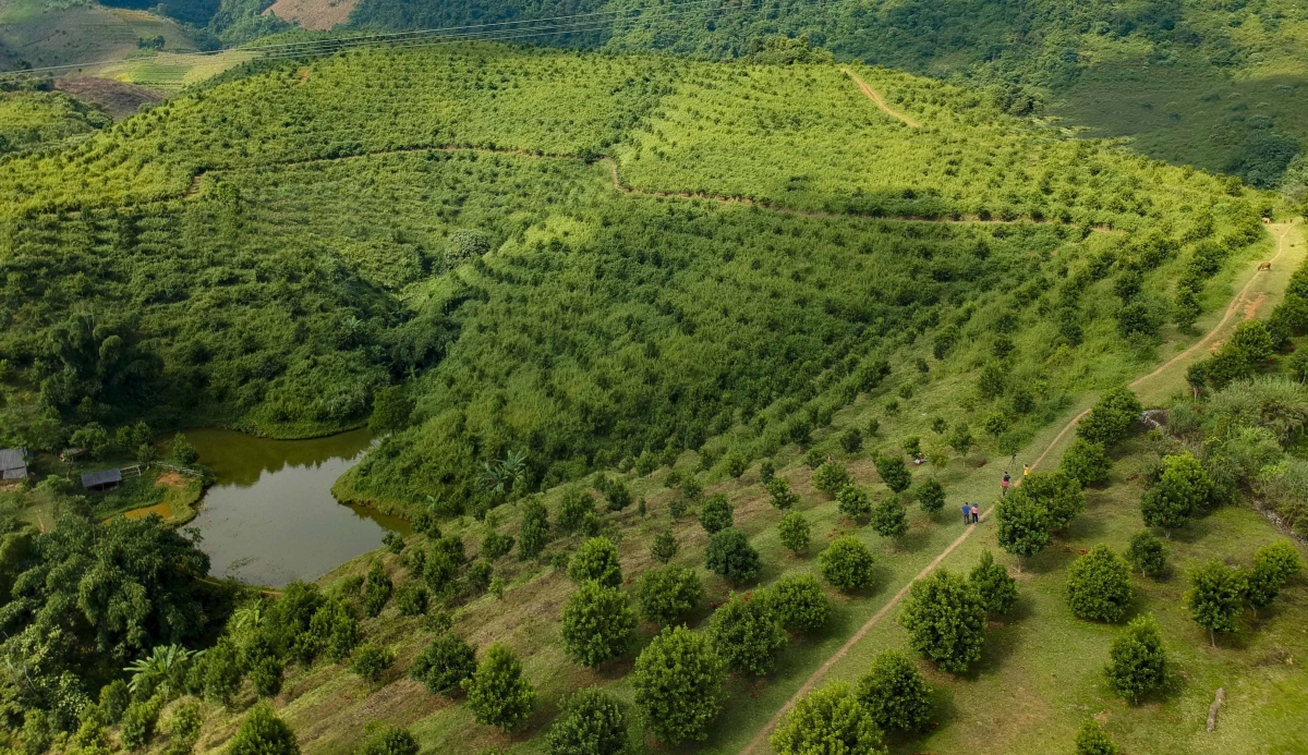 Tỉnh Điện Biên hiện đã phát triển được 10.700 ha cây mắc ca.