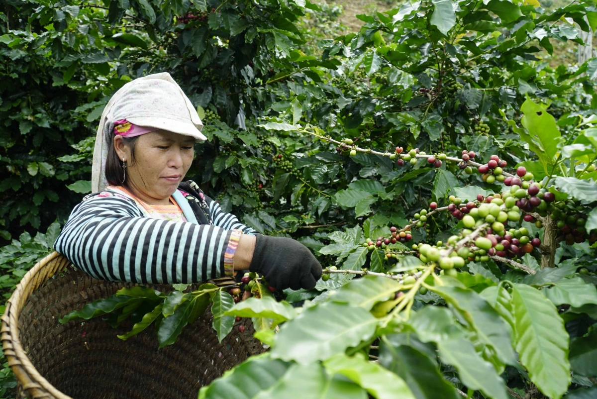 Mơnuih djuai ania Mông pơđĭ kyar bơwih ƀong, hơmâo prăk lu
