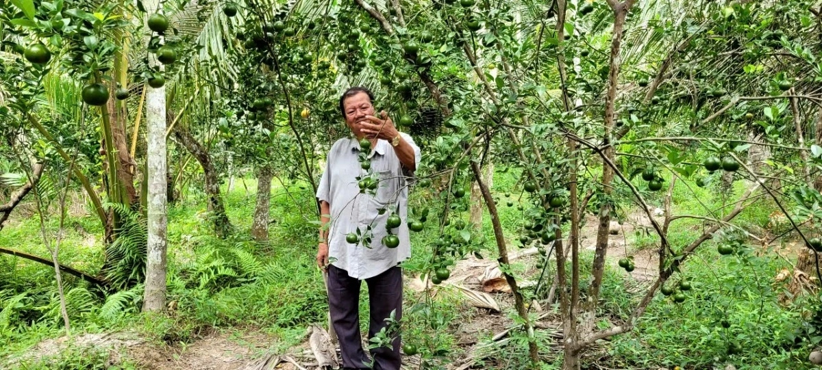 Ông Nguyễn Văn Bảy với vườn cây ăn quả cho thu nhập mỗi năm hàng trăm triệu đồng