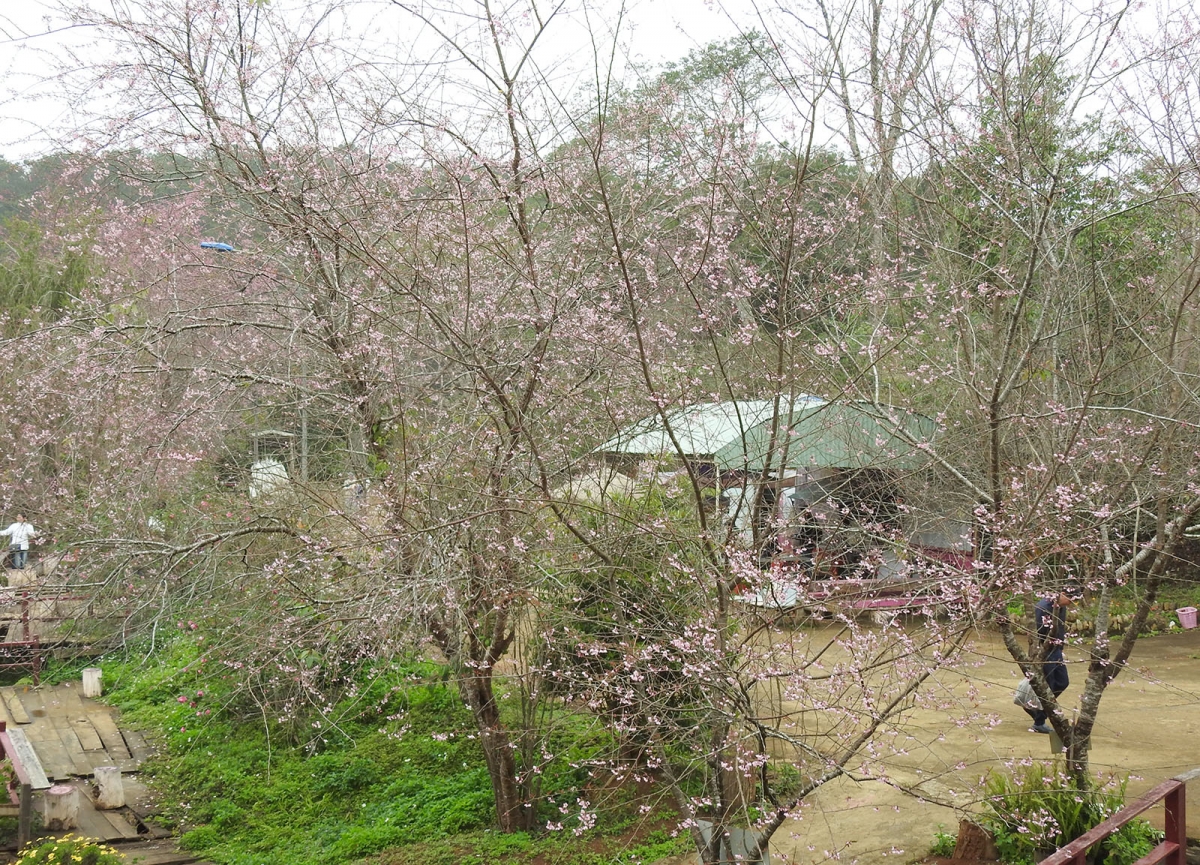 Khung cảnh yên bình