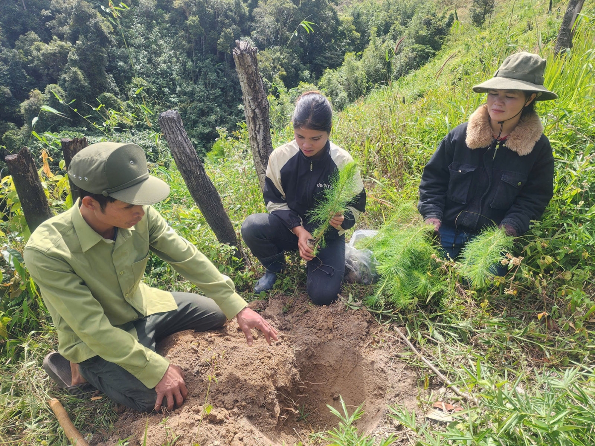 Anh A Linh hướng dẫn người dân làng Đăk Ka, xã Tu Mơ Rông, huyện Tu Mơ Rông,
tỉnh Kon Tum trồng rừng.